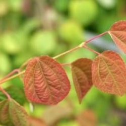 Cercidiphyllum japonicum 'Raspberry'