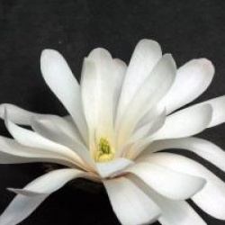 Magnolia stellata 'Royal Star'