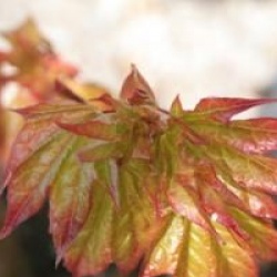 Acer cappadocicum 'Rubrum'