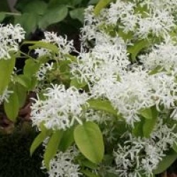 Chionanthus retusus 'Botanica's Beauty'