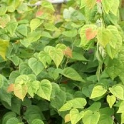 Cercis canadensis 'Ace of Hearts' PBR
