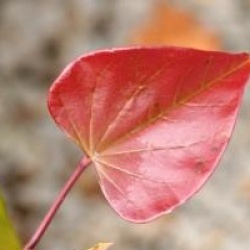 Cercis canadensis