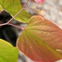Cercis canadensis