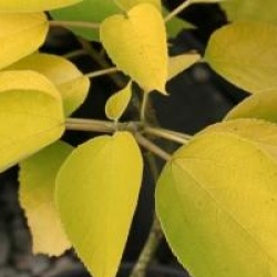 Broussonetia papyrifera 'Golden Shadow' - M�rier � papier dor�