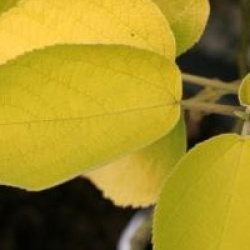 Broussonetia papyrifera 'Golden Shadow'
