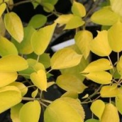 Broussonetia papyrifera 'Golden Shadow'