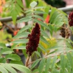 Rhus typhina