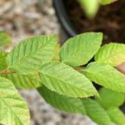 Carpinus caroliniana