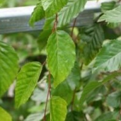 Carpinus coreana