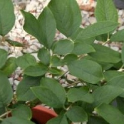 Chionanthus retusus 'Botanica's Beauty'