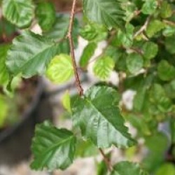 Carpinus coreana