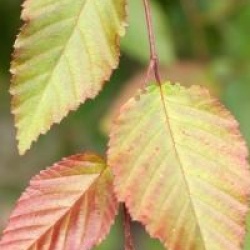 Carpinus henryana  - Charme de Chine