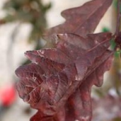 Quercus robur 'Atropurpurea' 