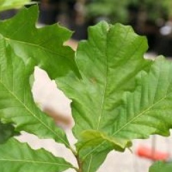 Quercus bicolor