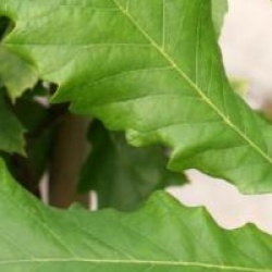 Quercus bicolor