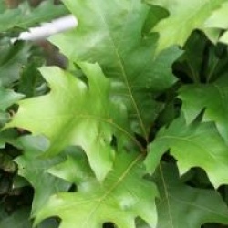 Quercus palustris 'Green Dwarf'