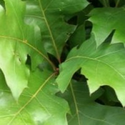 Quercus palustris 'Green Dwarf'