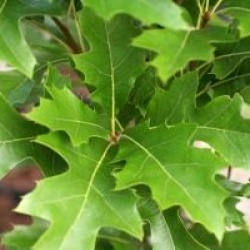 Quercus palustris 'Green Pillar' �