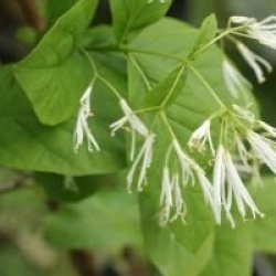 Chionanthus virginicus