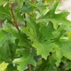 Quercus palustris 'Green Pillar' �