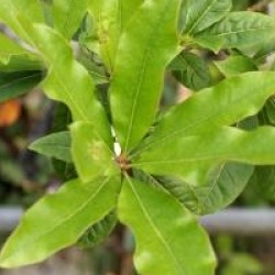 Quercus imbricaria 