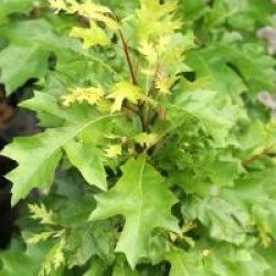 Quercus palustris 'Isabel' - Ch�ne des marais nain