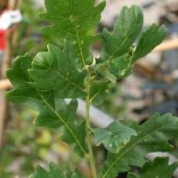 Quercus robur 'Fastigiata Koster'