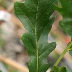 Quercus robur 'Fastigiata Koster'