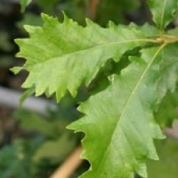 Quercus michauxii - Ch�ne prinus