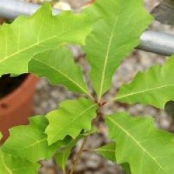 Quercus rubra