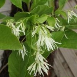 Chionanthus virginicus