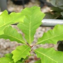 Quercus rubra
