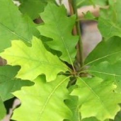 Quercus schumardii