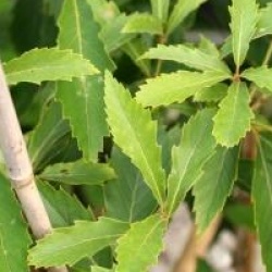 Quercus serrata