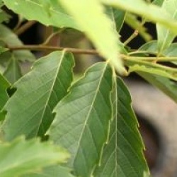 Quercus serrata