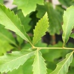 Quercus serrata