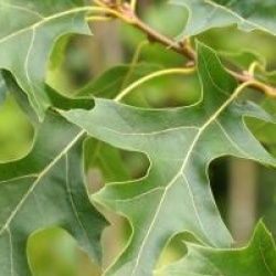 Ch�ne �carlate Splendens 