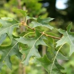 Quercus coccinea 'Splendens'