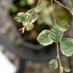 Betula nigra 'Shiloh Splash' - Betula nigra 'Shiloh Splash'