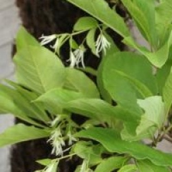 Chionanthus virginicus