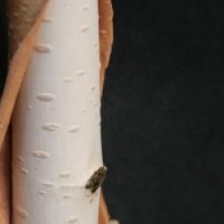 Betula utilis var. jacquemontii  'Silver Shadow'