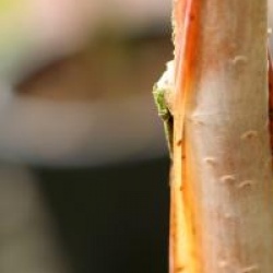 Betula utilis var. jacquemontii  'Silver Shadow'