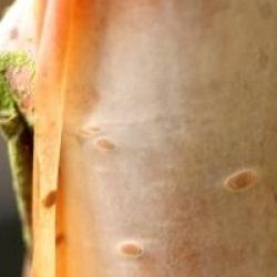 Betula utilis var. jacquemontii  'Silver Shadow'