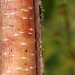 Betula utilis var. jacquemontii  'Silver Shadow'