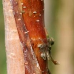 Betula utilis var. jacquemontii  'Silver Shadow' - Bouleau Silver Shadow
