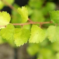 Betula nana 'Golden Treasure' - Bouleau nain � feuillage dor�