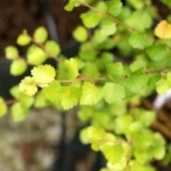 Betula nana 'Golden Treasure'