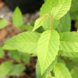 Betula alleghaniensis