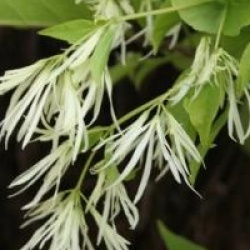 Chionanthus virginicus