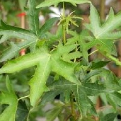 Liquidambar styraciflua 'Stella'